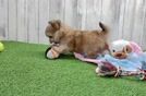 Petite Morkie Designer Pup