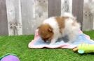 Pomeranian Puppy for Adoption