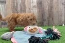 Cute Mini Goldendoodle Poodle Mix Pup