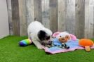 Best Cavapoo Baby