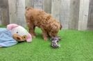 Playful Mini Groodle Poodle Mix Puppy