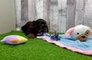 Cute Cocker Spaniel Purebred Puppy