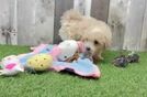 Maltipoo Puppy for Adoption