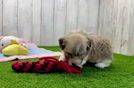 Best Havanese Baby
