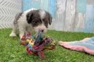 Meet Jenna - our Cavapoo Puppy Video