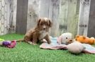 Cavapoo Pup Being Cute