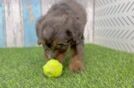 Cute Mini Bernedoodle Baby