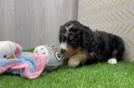 Mini Bernedoodle Puppy for Adoption