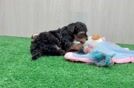 Popular Yorkie Poo Poodle Mix Pup