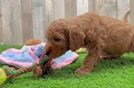 Meet Morpheus - our Mini Goldendoodle Puppy Video