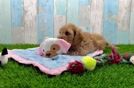 Cavapoo Pup Being Cute