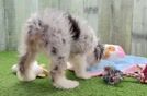 Best Mini Aussiedoodle Baby