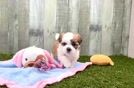 Adorable Shitzu Designer Puppy