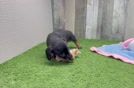 Dachshund Puppy for Adoption