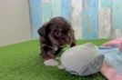 Funny Shorkie Designer Pup