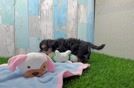 Happy Yorkie Poo Baby