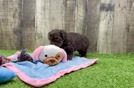 Hypoallergenic Havadoodle Poodle Mix Puppy