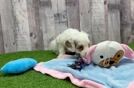 Energetic Cocker Doodle Poodle Mix Puppy