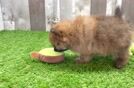 Small Pomeranian Baby