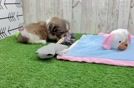 Meet Brutus - our Shih Tzu Puppy Video