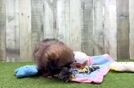 Meet Garcia - our Shih Pom Puppy Video