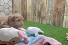 Popular Maltipoo Poodle Mix Pup