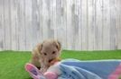 Maltipoo Pup Being Cute