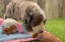 Mini Bernedoodle Pup Being Cute