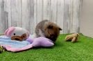 Hypoallergenic Pomeranian Purebred Pup