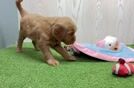Meet Banzai - our Mini Goldendoodle Puppy Video