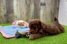 Poodle Pup Being Cute