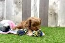 Little Cavipoo Poodle Mix Puppy
