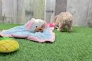 Maltipoo Puppy for Adoption