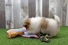 Meet Tristan - our Pomeranian Puppy Video