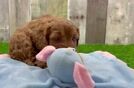 Popular Cavapoo Poodle Mix Pup