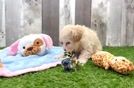Fluffy Maltipoo Poodle Mix Pup