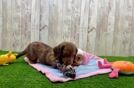 Cute Doxie Purebred Puppy