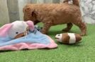 Meet Judy - our Mini Goldendoodle Puppy Video