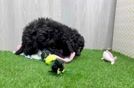 Mini Bernedoodle Pup Being Cute