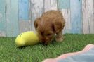 Fluffy Cavapoo Poodle Mix Pup