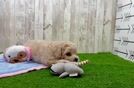Meet Braxton - our Poochon Puppy Video