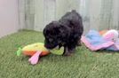 Meet Kathy - our Mini Aussiedoodle Puppy Video