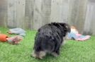 Morkie Puppy for Adoption