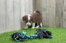 Playful Mini Aussiepoodle Poodle Mix Puppy