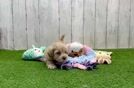 Meet Angelina - our Maltipoo Puppy Video