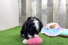 Meet Momoa - our Mini Bernedoodle Puppy Video