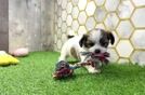 Meet Bruno - our Teddy Bear Puppy Video