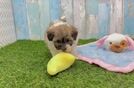 Playful Havadoodle Poodle Mix Puppy