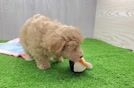 Playful Malt Oodle Poodle Mix Puppy