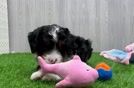 Funny Mini Bernedoodle Poodle Mix Pup